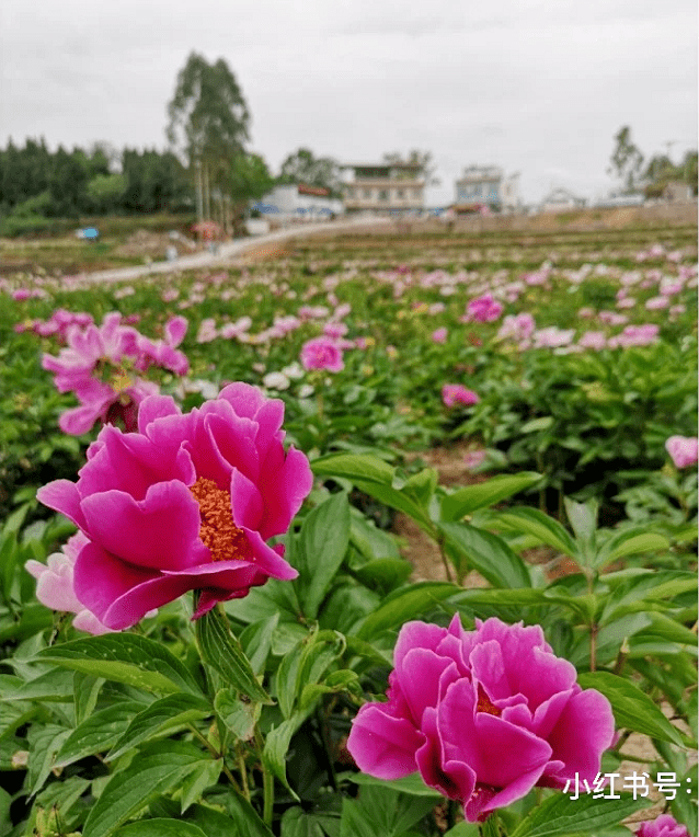成都及周边芍药花开正当时!这些点位已盛放→_中江
