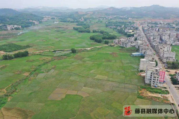 日前,记者来到金鸡镇旺国村鸡岭咀,映入眼帘的是一大片绿油油的稻田