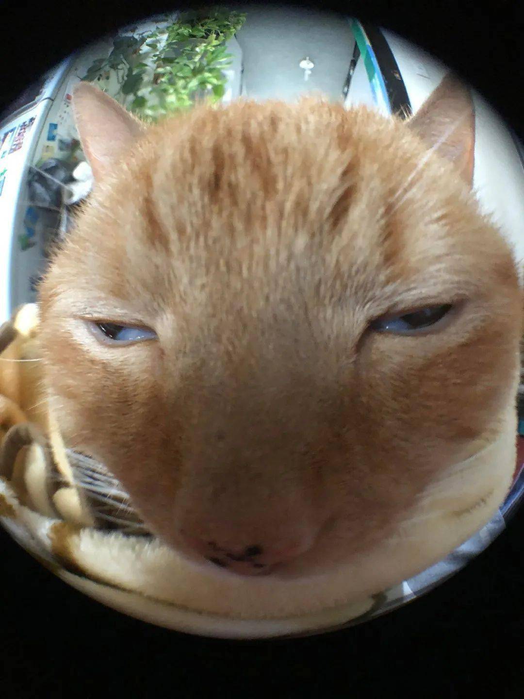 猫猫头表情包