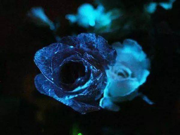 夜光花独特的美