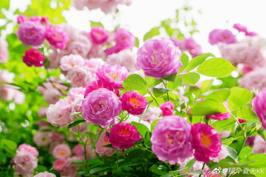 4月在成都赏花，蔷薇“花瀑”正盛！各个准确打卡点在这
