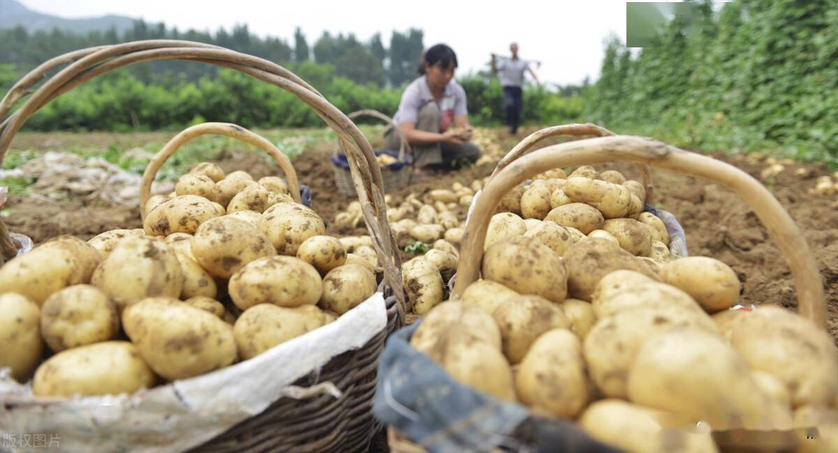 难怪土豆地瓜产量低还不好吃原来是肥料用错了以后要注意