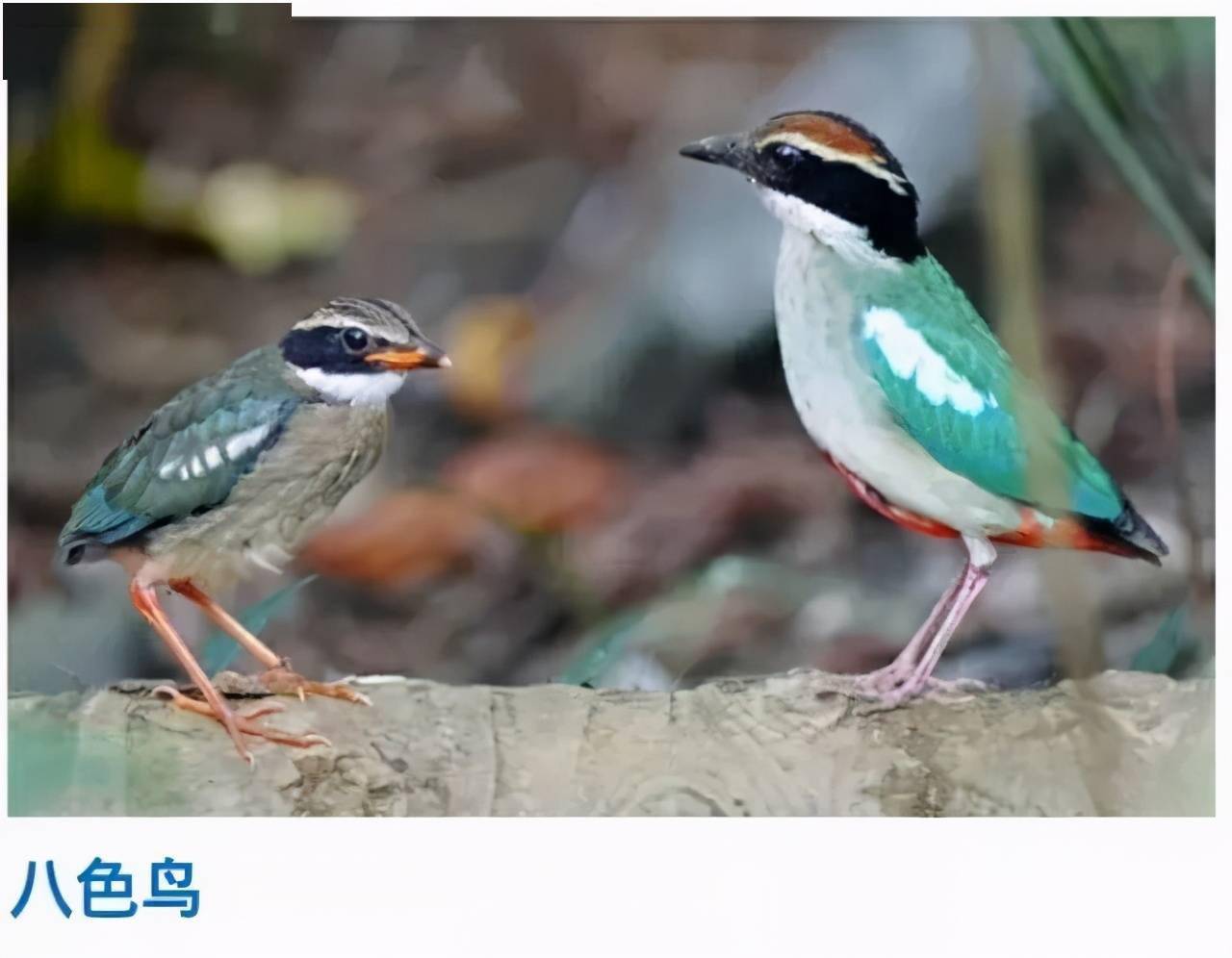 收藏88种鸟类照片素材