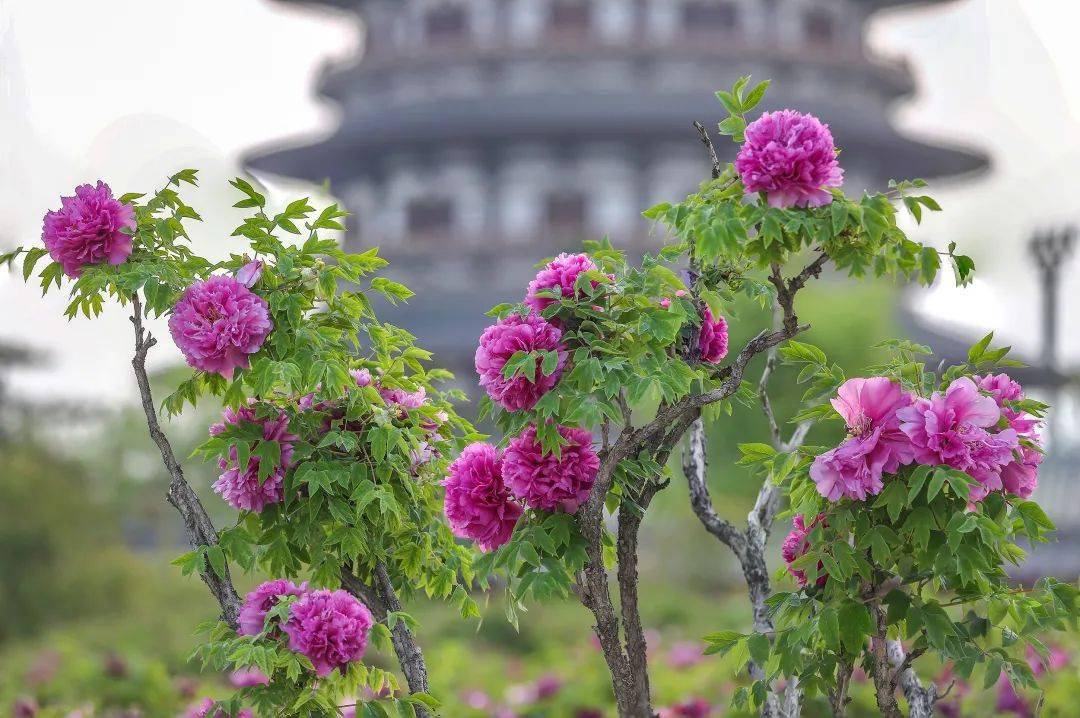 百年牡丹浓情绽放洛阳九洲池诗情画意