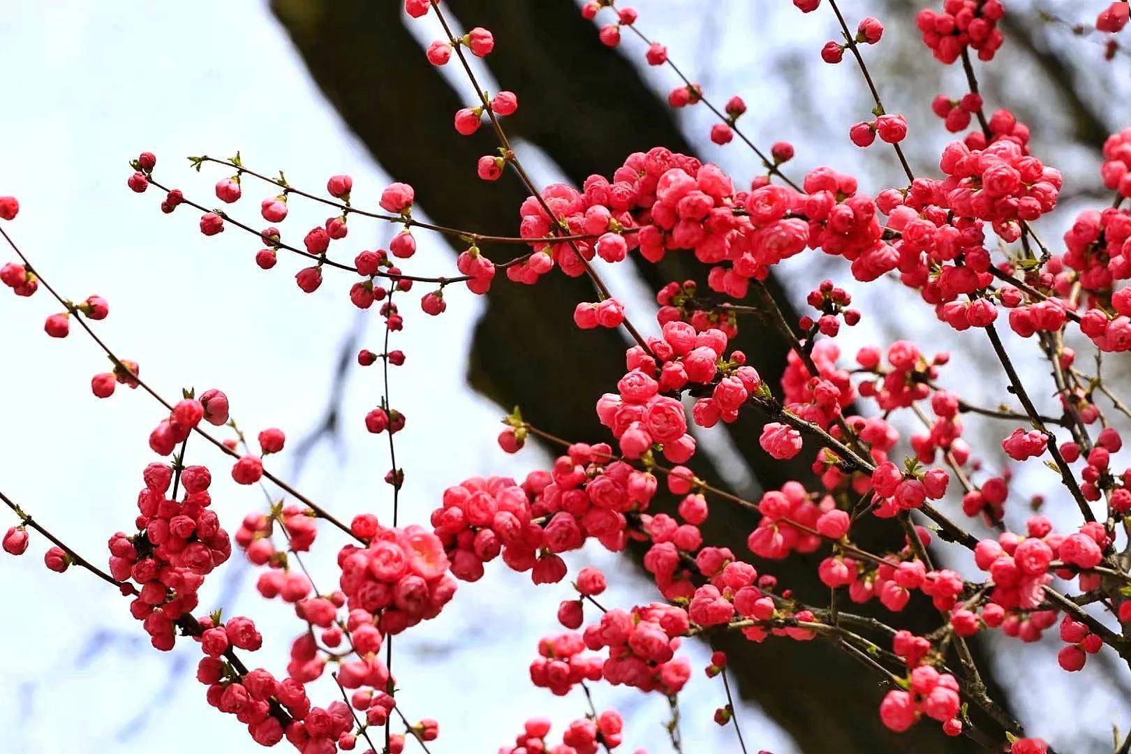 红梅花开迎春来图片