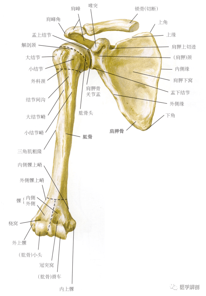 肱骨的解剖图手绘图片