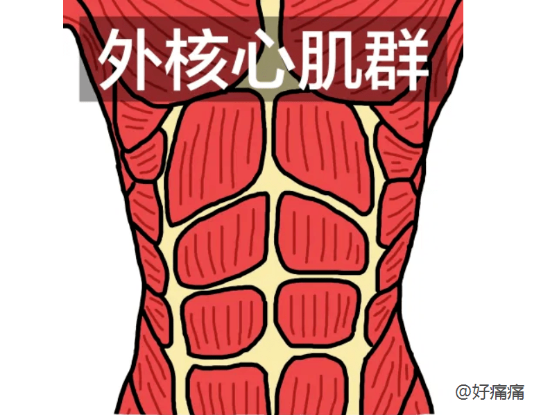 浅层核心肌群包括:躯干就会有前弯,后仰,左右扭转等动作.