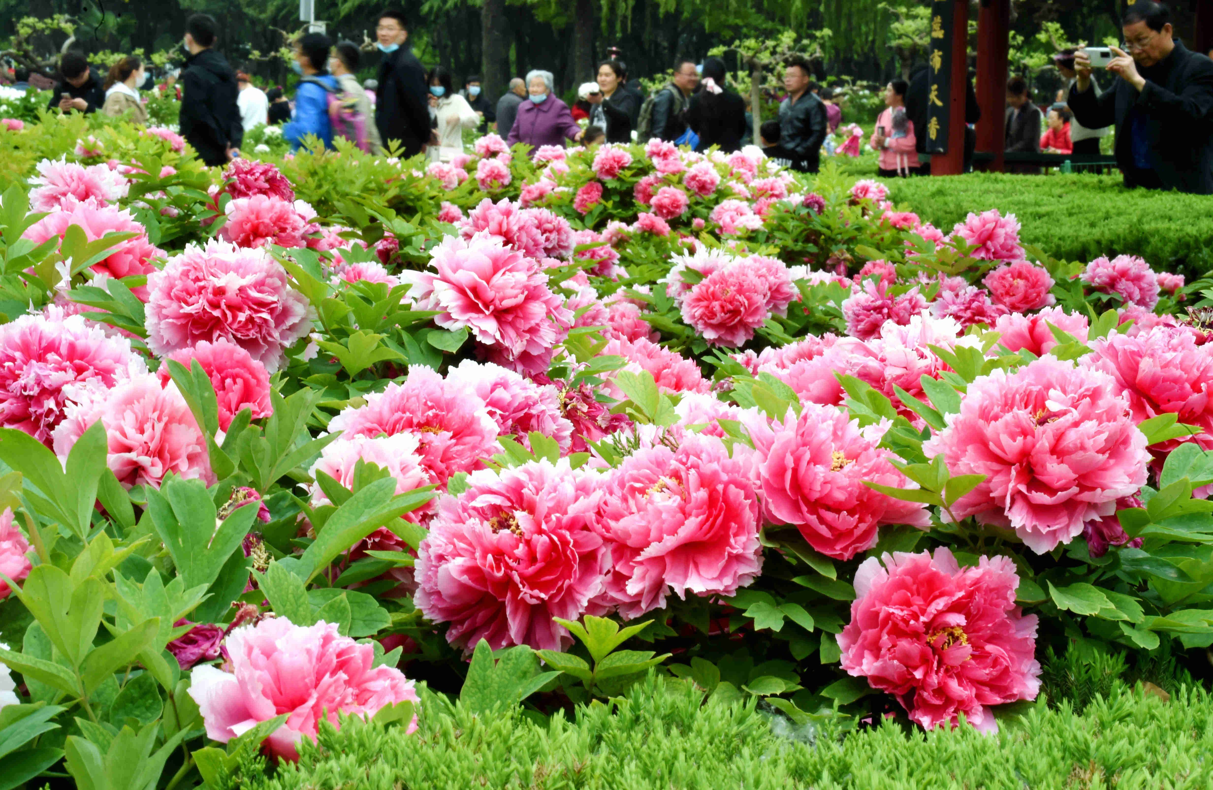 云游四方|又到牡丹盛开的季节,这两座城市最娇艳_菏泽