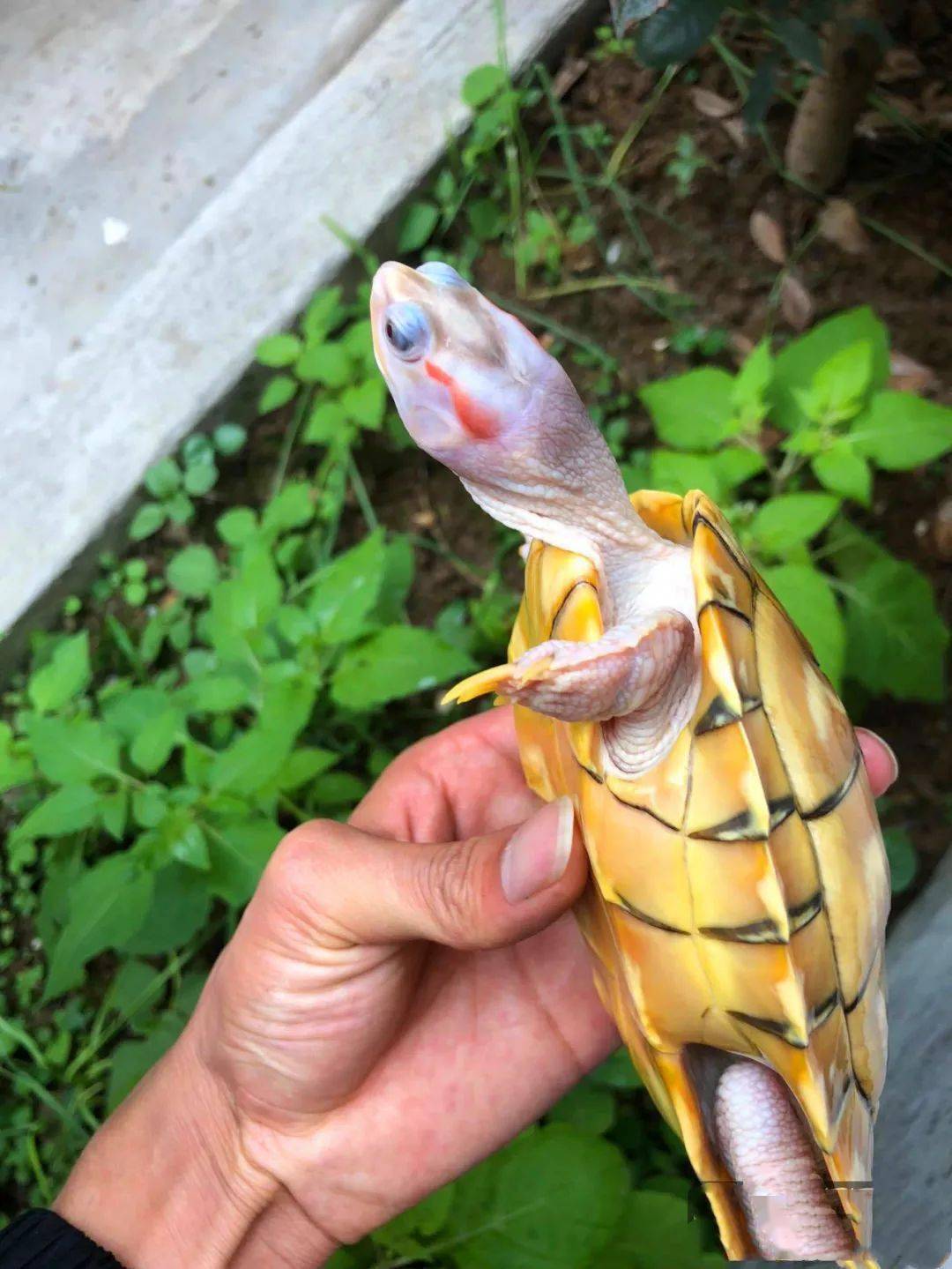 巴西变异果冻龟碌最新交易价格