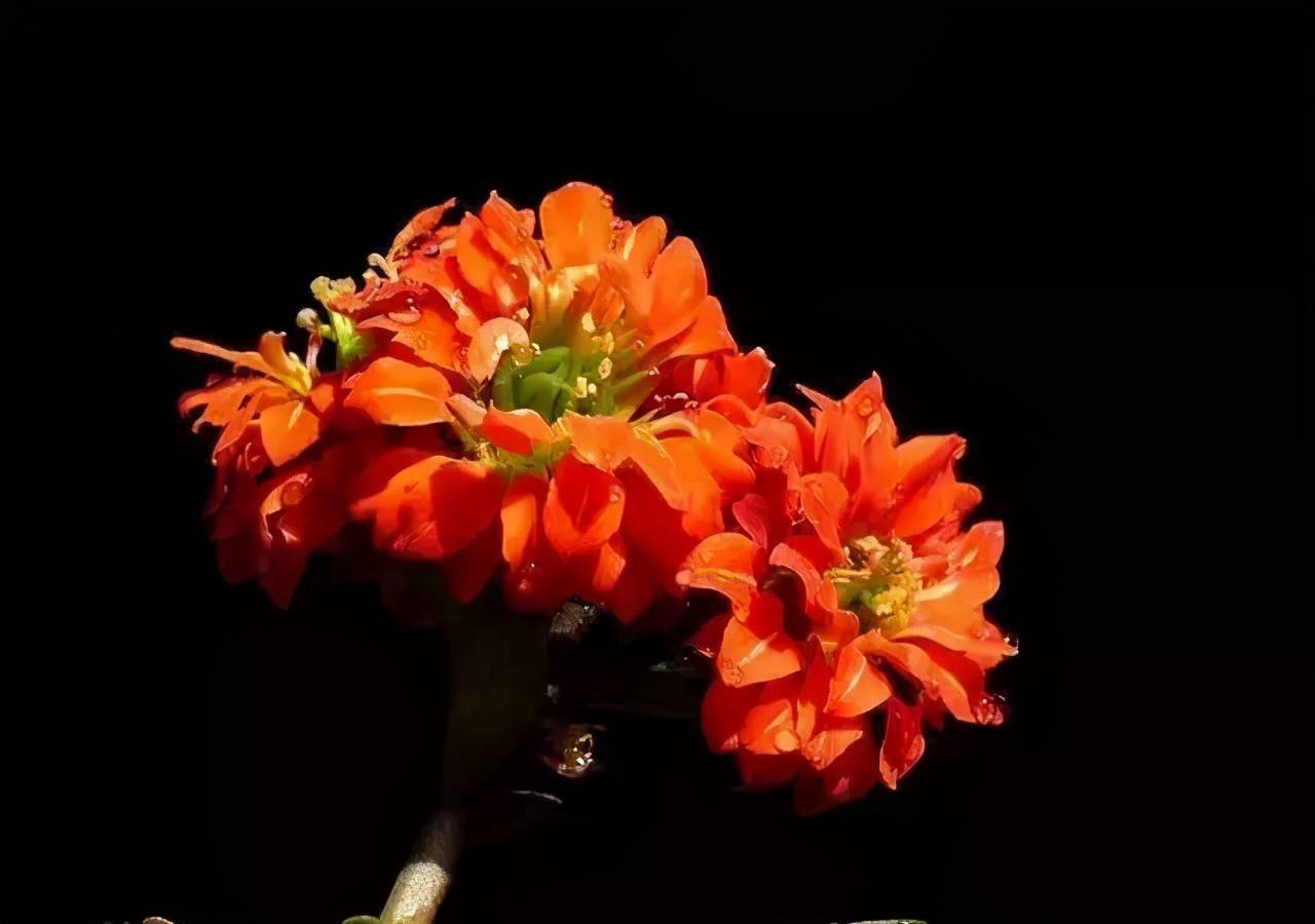 最适合老人养的四种花,健康长寿又养心