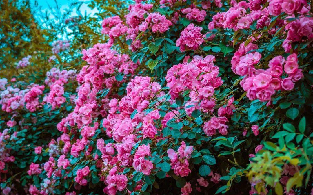 无锡超美的蔷薇花墙来了,盛开之际满墙浪漫~_粉色