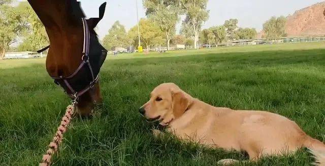 金毛学马儿吃草,还吃的一脸微笑,它不知道自己是一条狗?