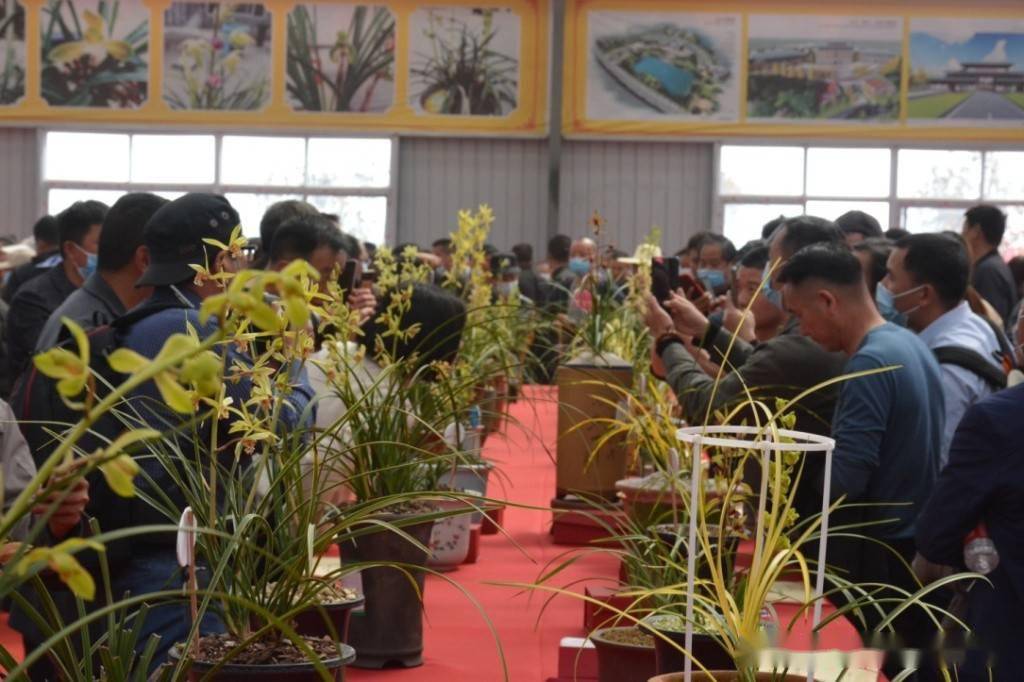 湖北随县:"蕙兰之乡"上演"万兰盛宴"_兰花