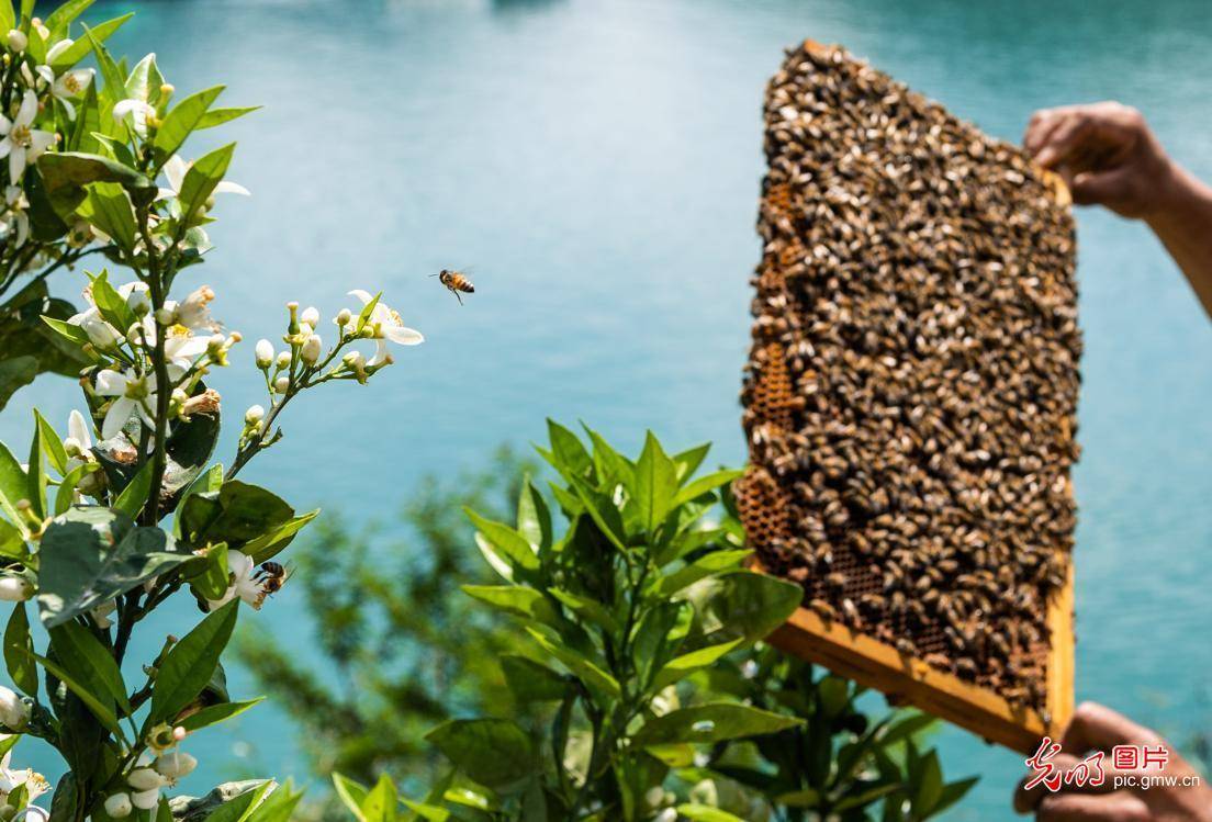 in zigui county, yichang city, central chinas hubei province