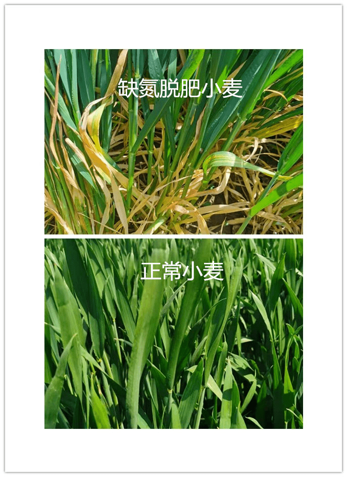 小麦缺氮图片图片