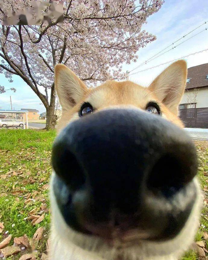 不要随意给狗子开广角拍照