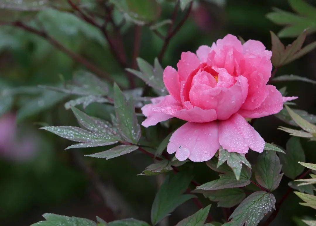 "谷雨三朝看牡丹",牡丹花被称为谷雨花,富贵花,谷雨时节赏牡丹已绵延