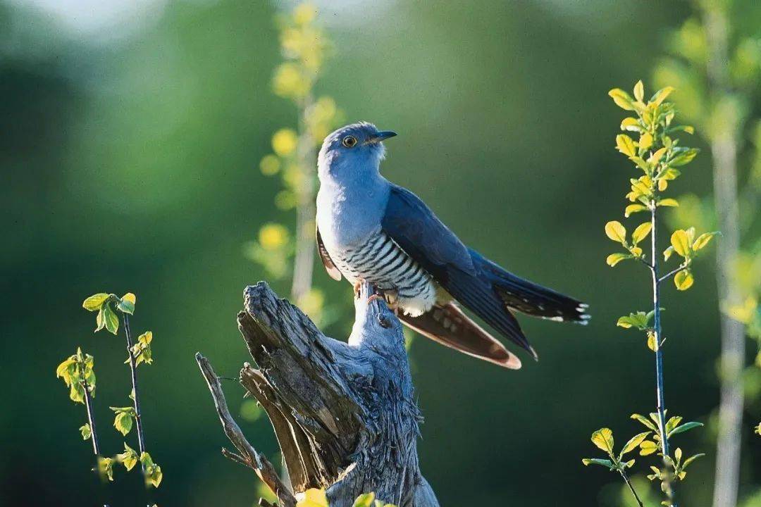 戴胜鸟羽冠高耸,鸣叫时羽冠起伏,就像是戴着春胜一般,所以人们将其称