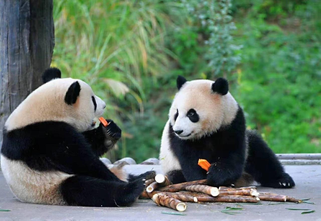 洪金宝熊猫图片