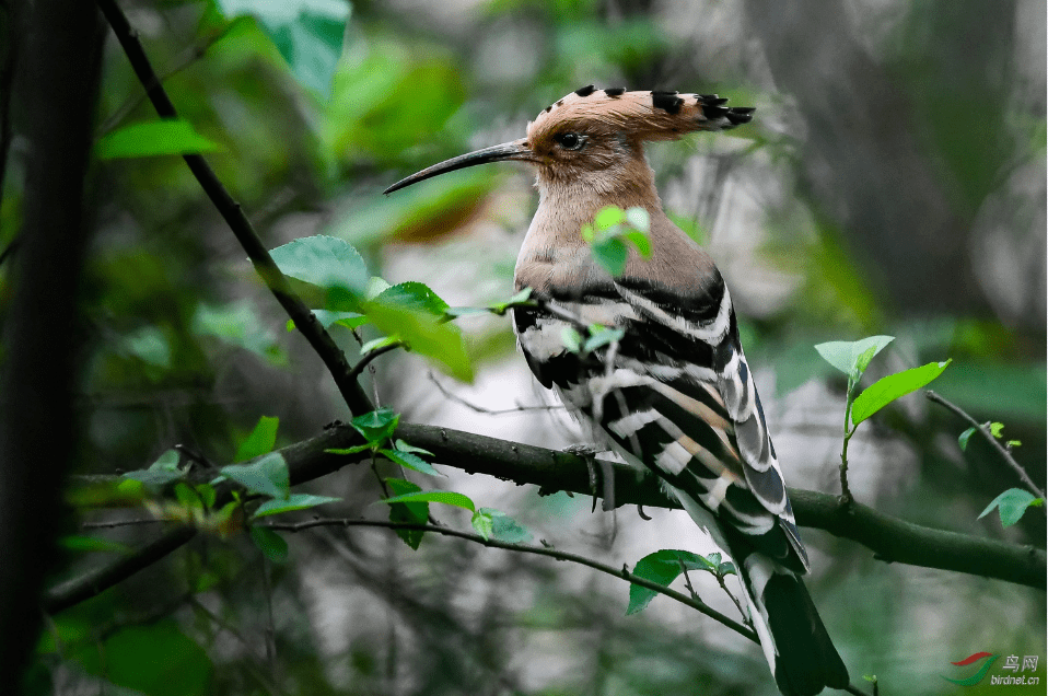 图:戴胜鸟在桑树上戴胜在全世界范围内分布广泛,常栖息于桑树与麻树之