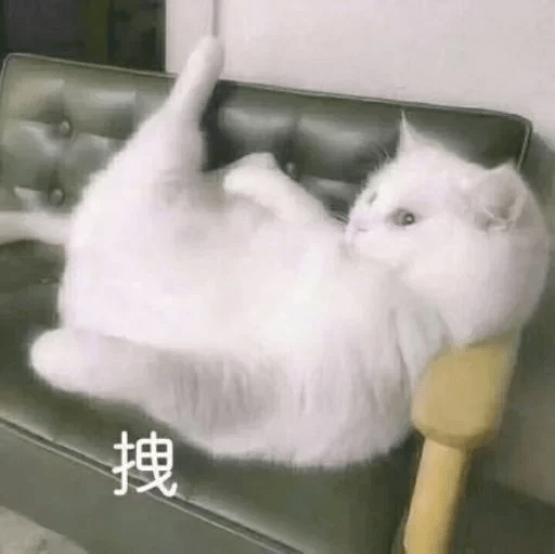 猫咪表情包