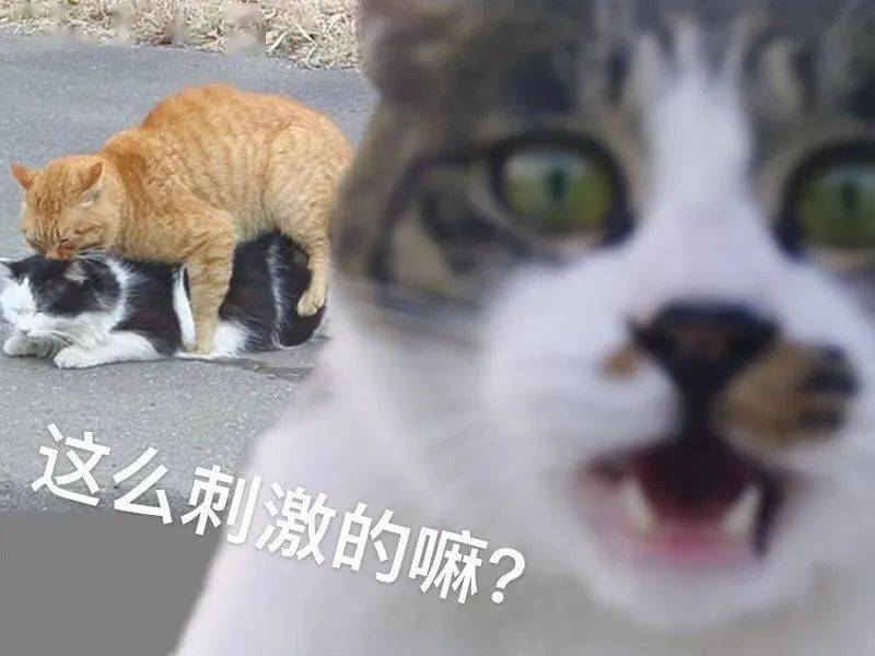 f2fc18e1907f4d1f9423f3941e95c83d.jpeg