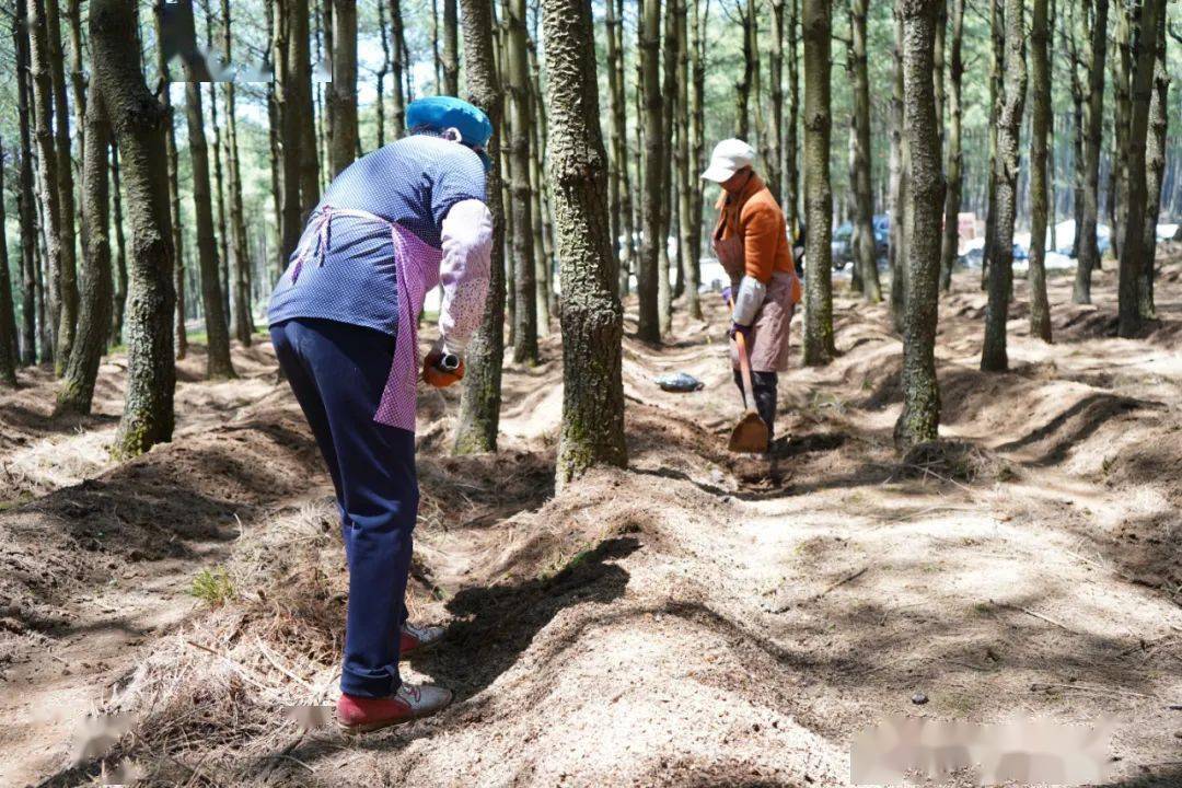 赤松茸種植基地的建立讓附近村民實現打工不用往外走出門就能把錢賺每