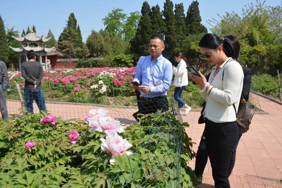 何家花园晚开珍稀品种牡丹盛开_菏泽