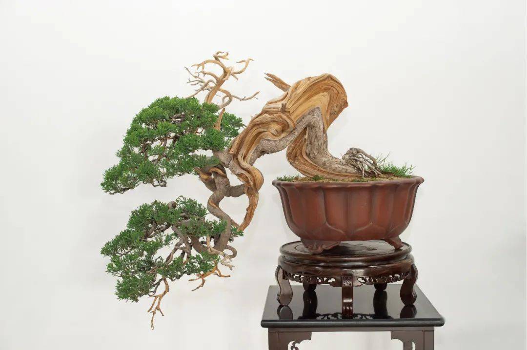 景融全国盆景书画展雅至琅琊