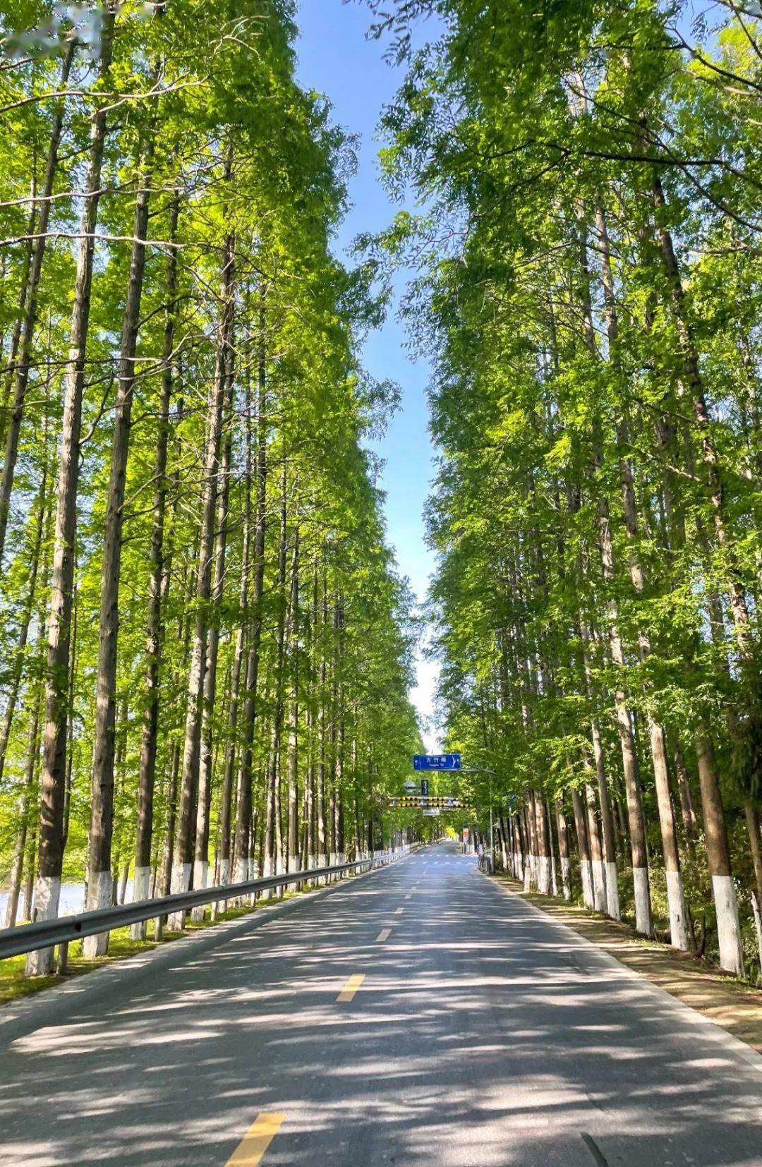 探索塘下公路水杉林春日觉醒一起来赏美图