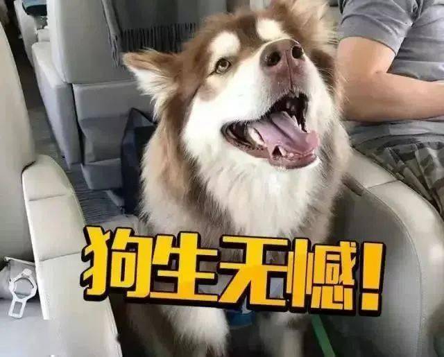 人畜无害读音 来自搜狐网