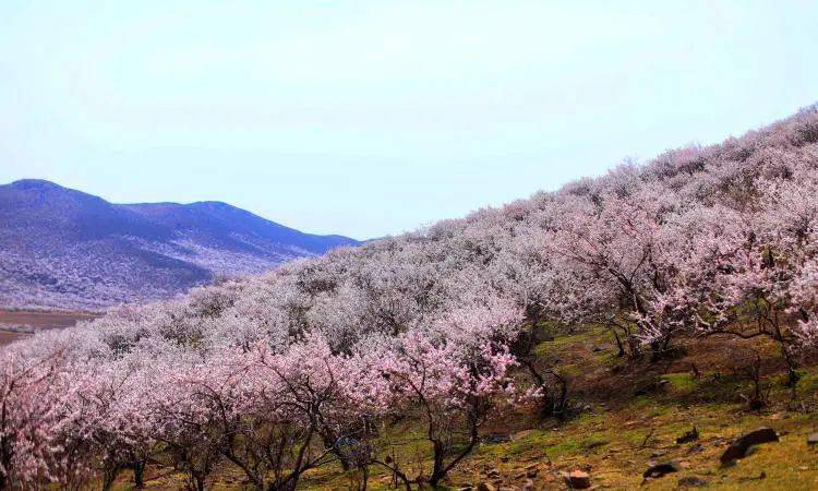 中国山杏第一林花开遍野美如画