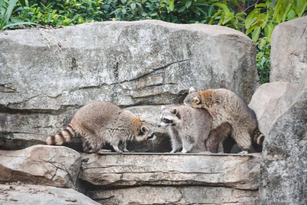 再见了,广州动物园?63岁再被提议搬迁!