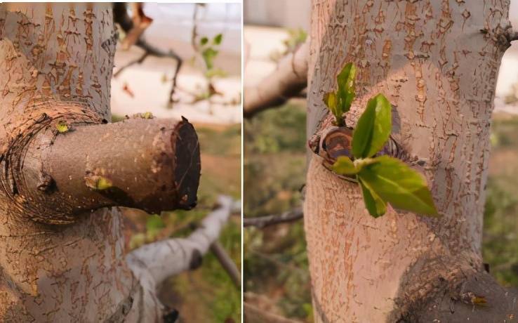 春天抹芽,应该怎样抹?