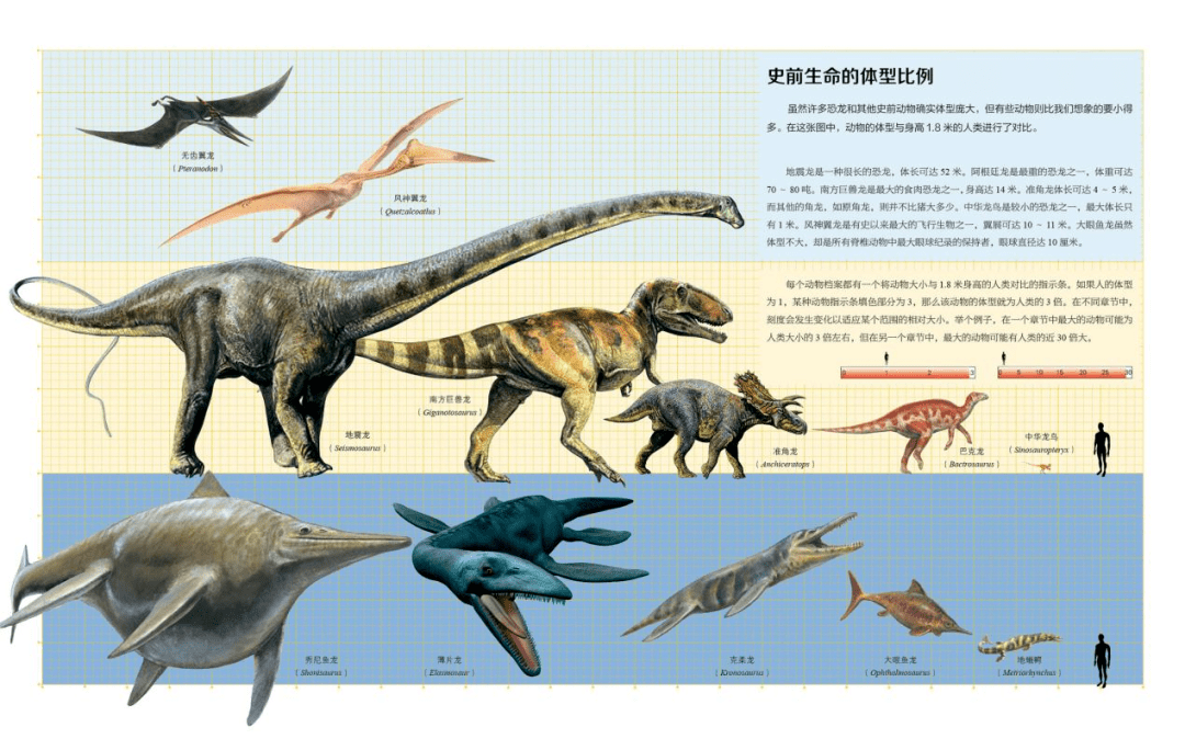恐龙身高排名图片