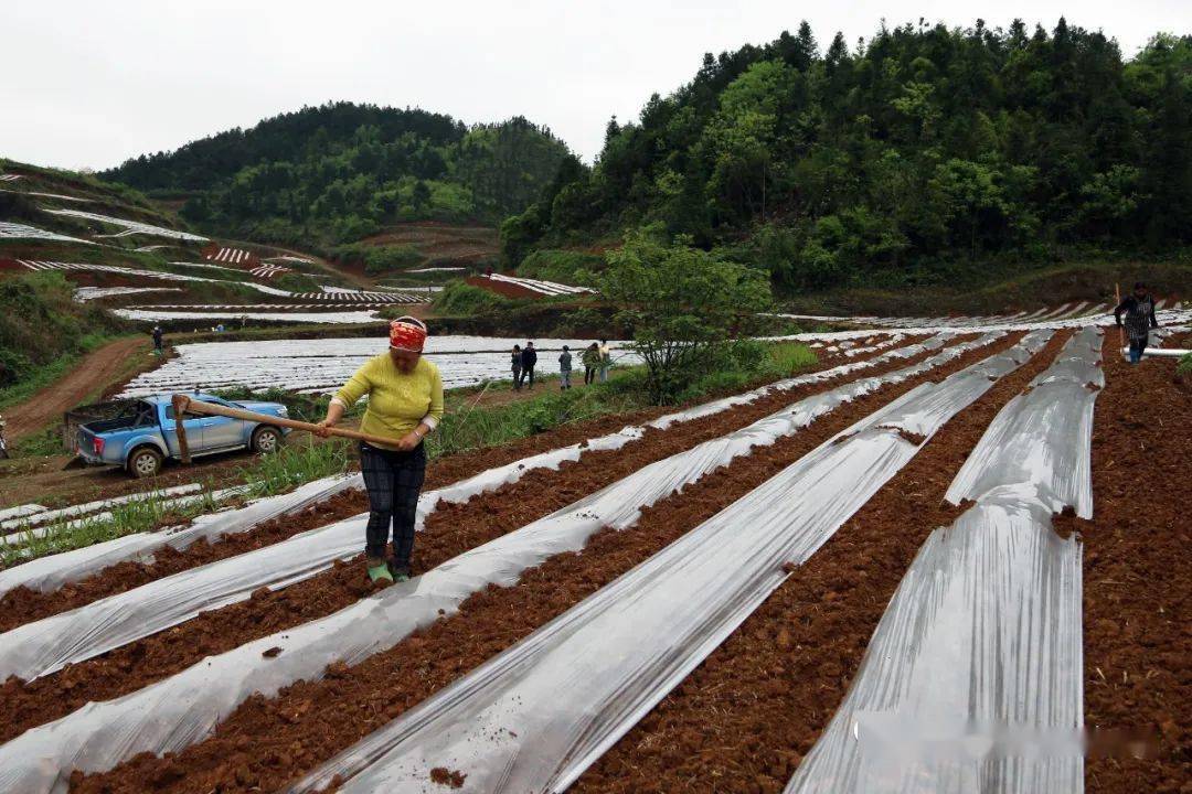 黄平县野洞河镇科技赋能种烟致富