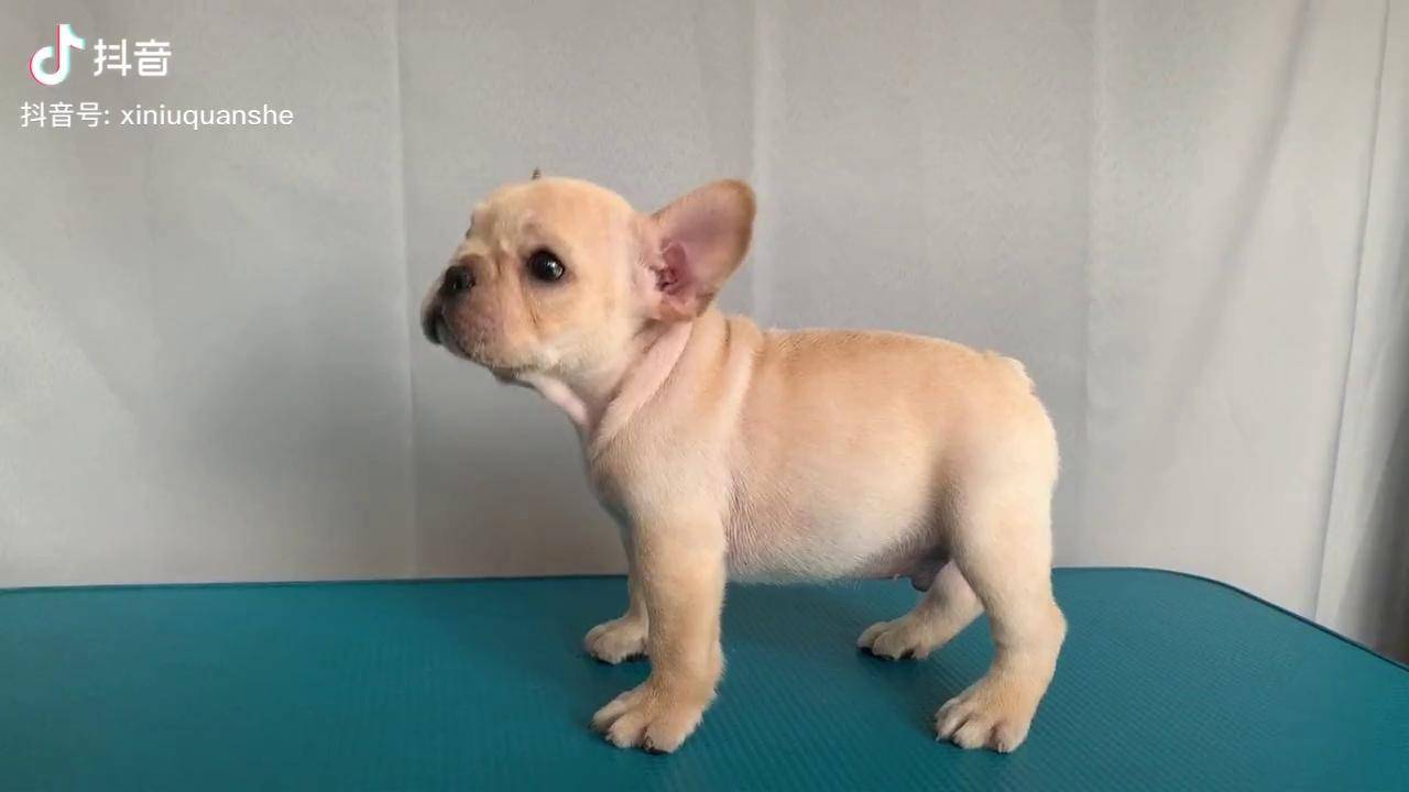 法斗法国斗牛犬