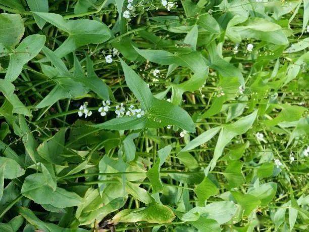 世界地球日,带你认识美丽的湿地植物_慈菇