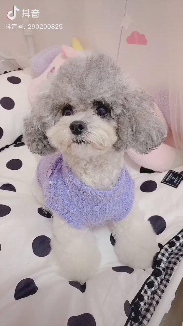 眼里都是戏灰白花泰迪