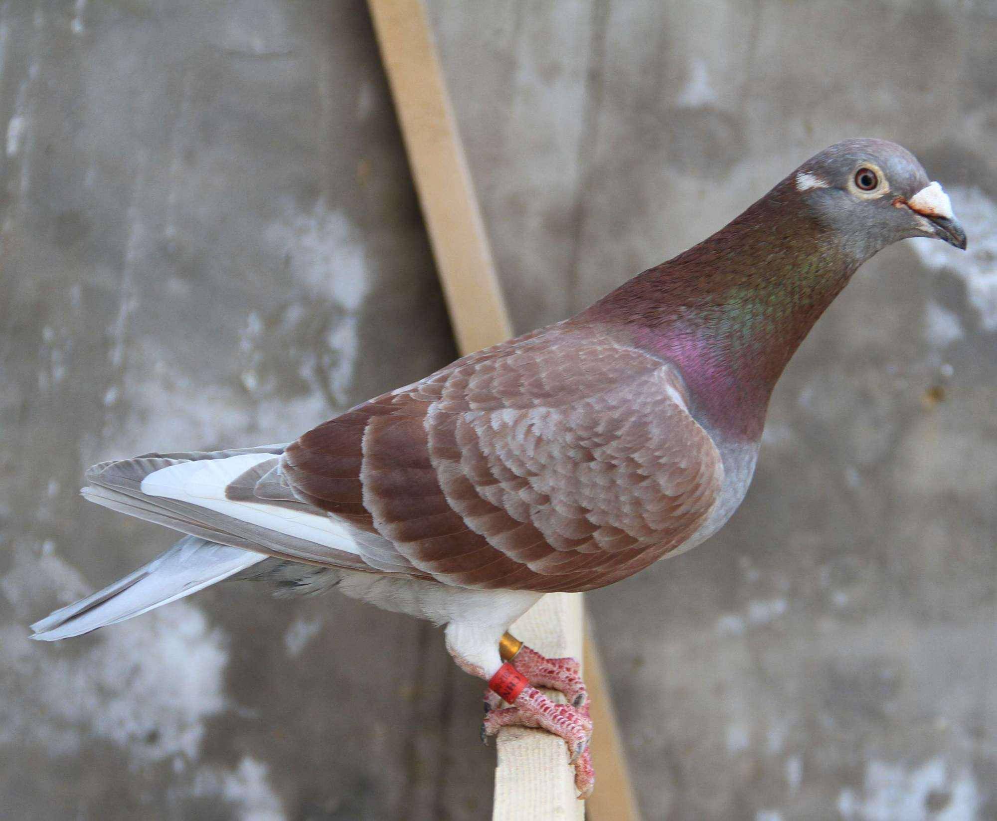 怎么通过赛鸽的皮肤,肌肉等状态去判断赛鸽的状态?