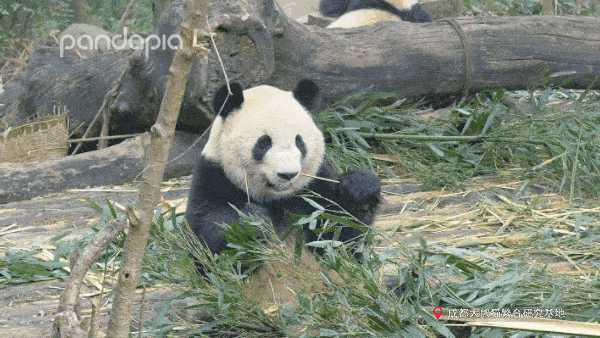 出彩滚滚活到老学到老今天都是爱学习的大熊猫