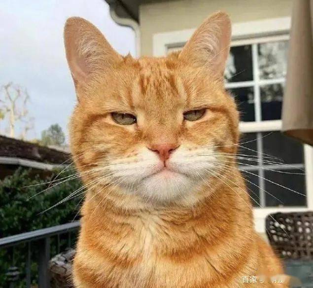 橘猫脸被蜜蜂叮肿了倔强表情笑喷了主人咋你不挺能的吗