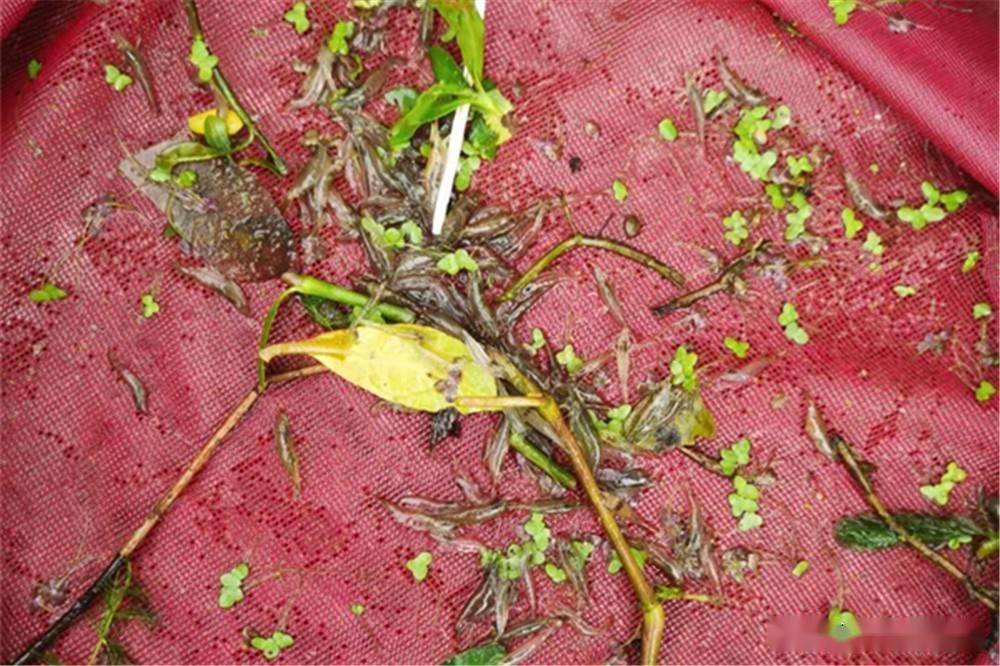 什么是黄金树沉水核 c0c163ba85cd4674afdeb4ec2e78a2af.jpeg