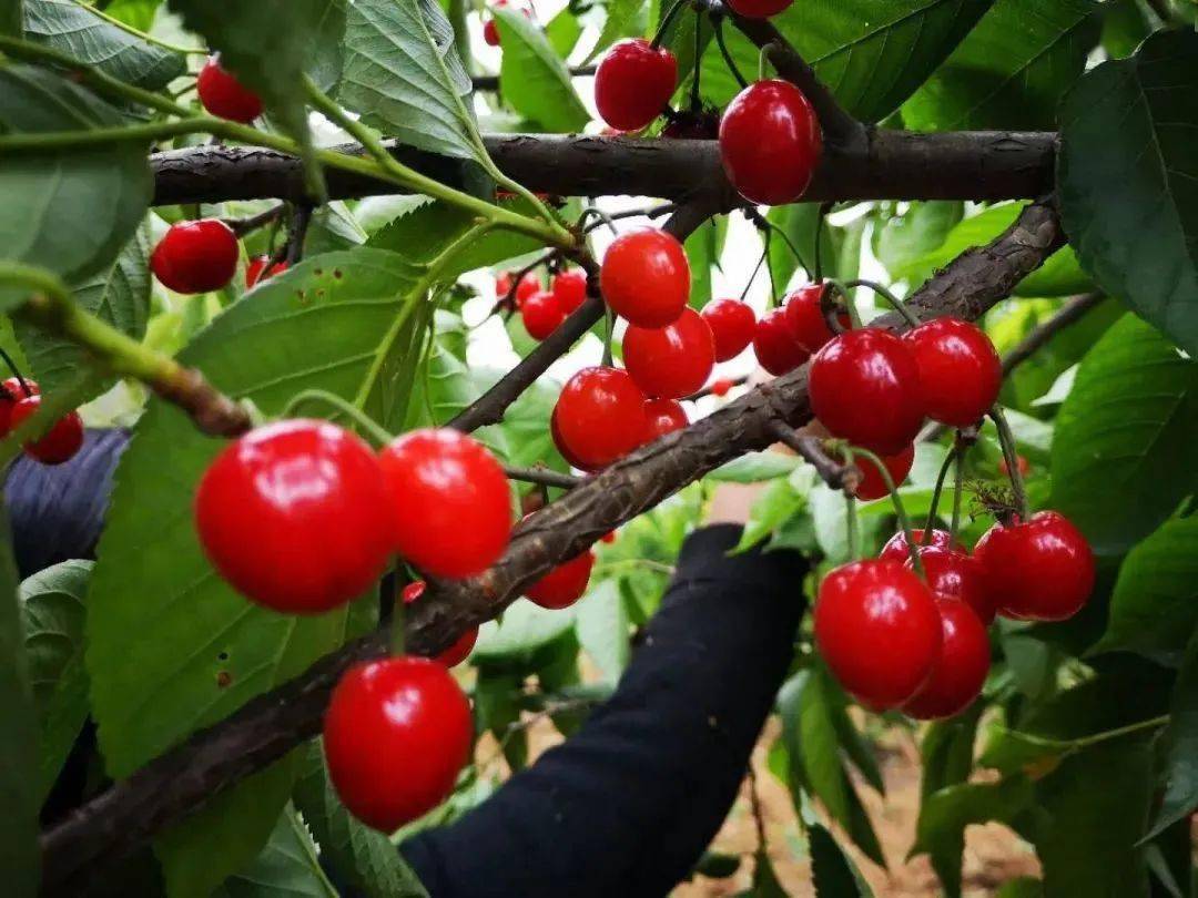 贵州樱桃已熟等你来摘