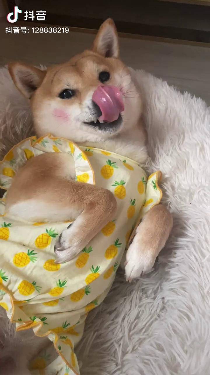 奶凶奶凶的柴犬