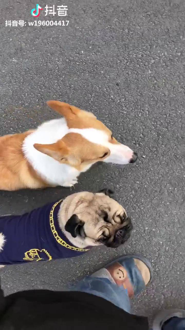 带柯基蛋蛋和八哥怪怪一起出来无绳随行人停狗停轻松遛弯柯基