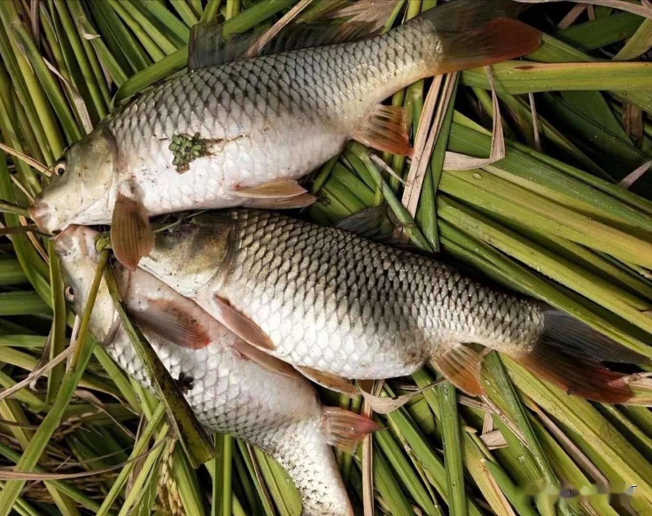 资助项目郴州高山禾花鱼高效生态养殖技术