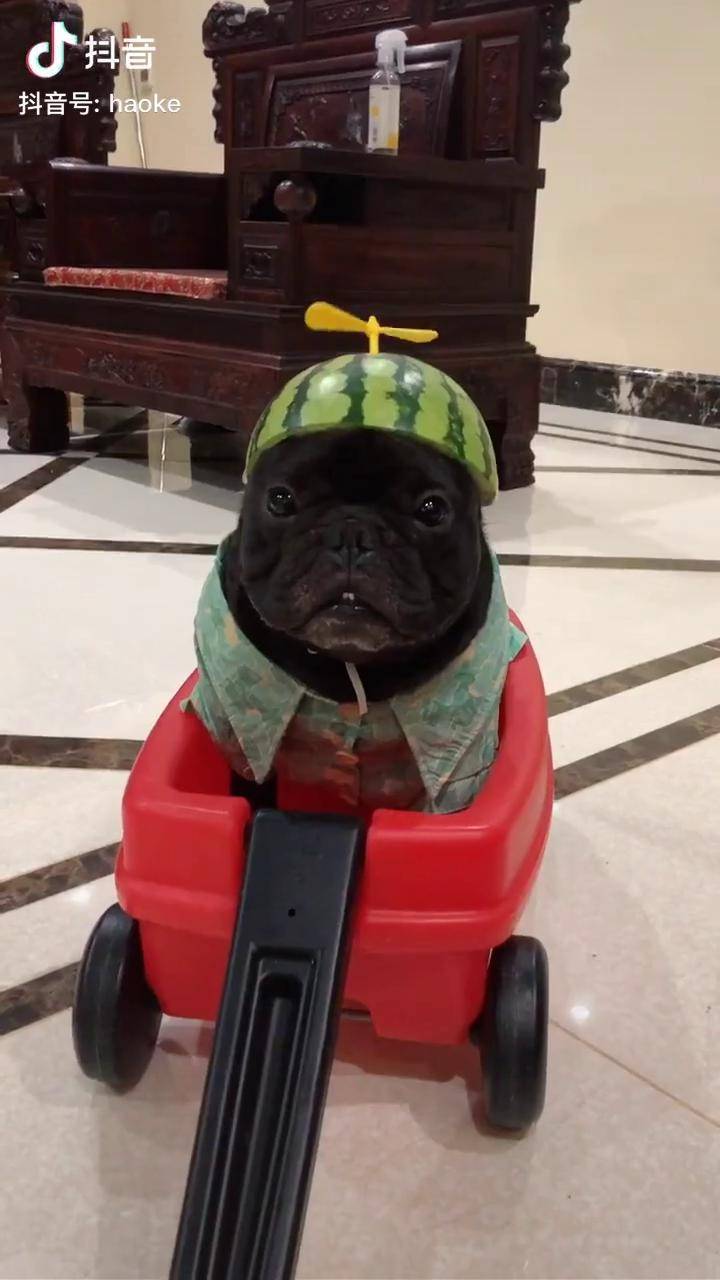 黑狗出门防晒要做好毕竟黑色吸热夏天法国斗牛犬