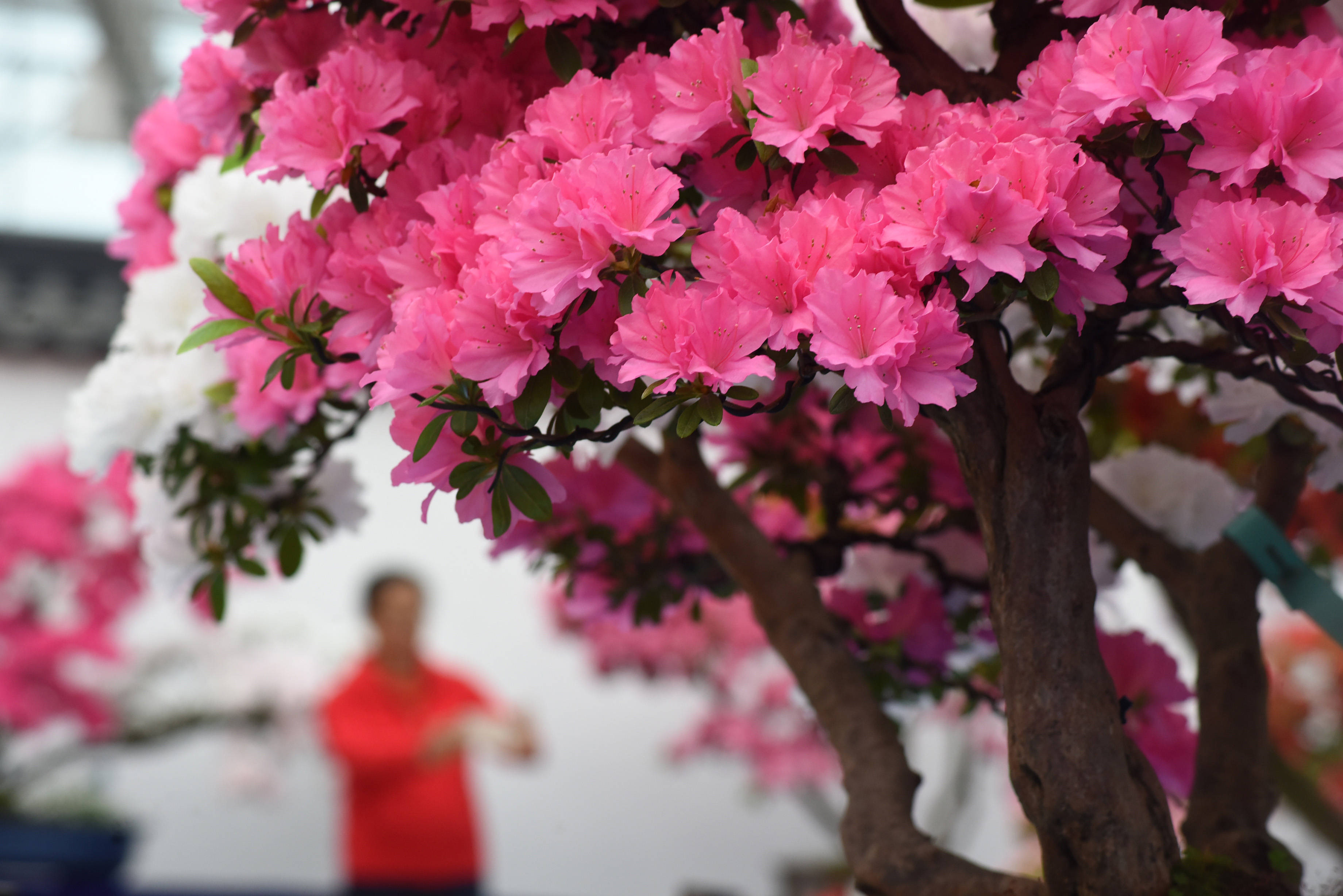 新华社照片,日照(山东),2021年4月24日山东日照:杜鹃争芳艳这是4月24