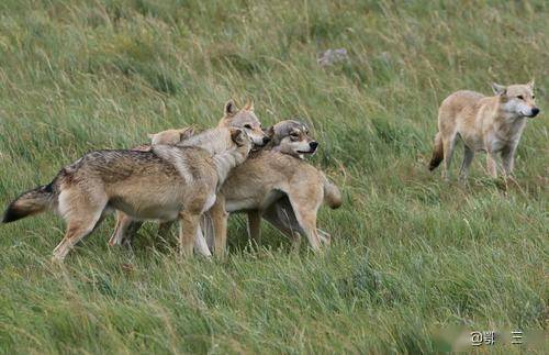 想独自在蒙古大草原上玩耍吗讲个亲身经历的遇上狼群的惊险故事